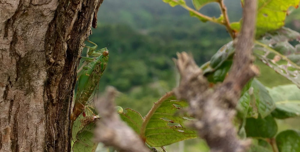 Cicada near Nubutautau