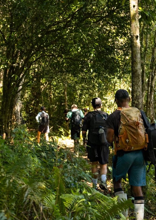 Walkers hiking through forest in Fiji