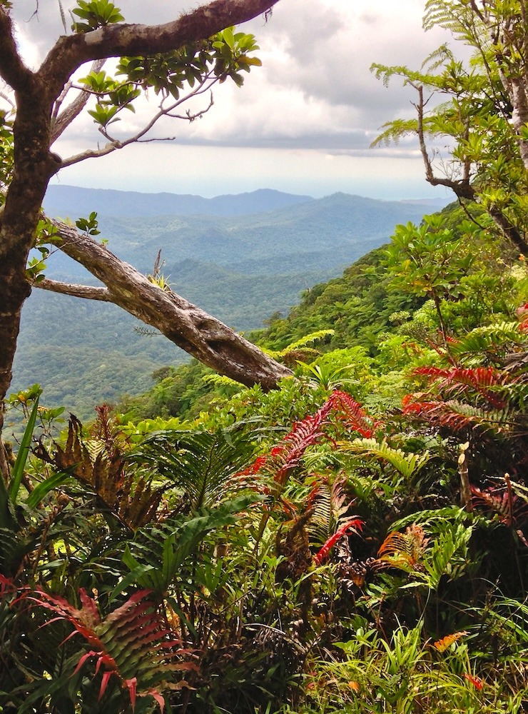 View of cloud forest from track up the highest mountain in Fiji