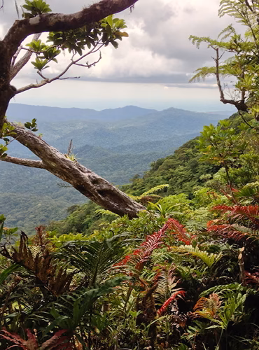 View from the track up Fiji's highest mountain, Mt Tomaniivi